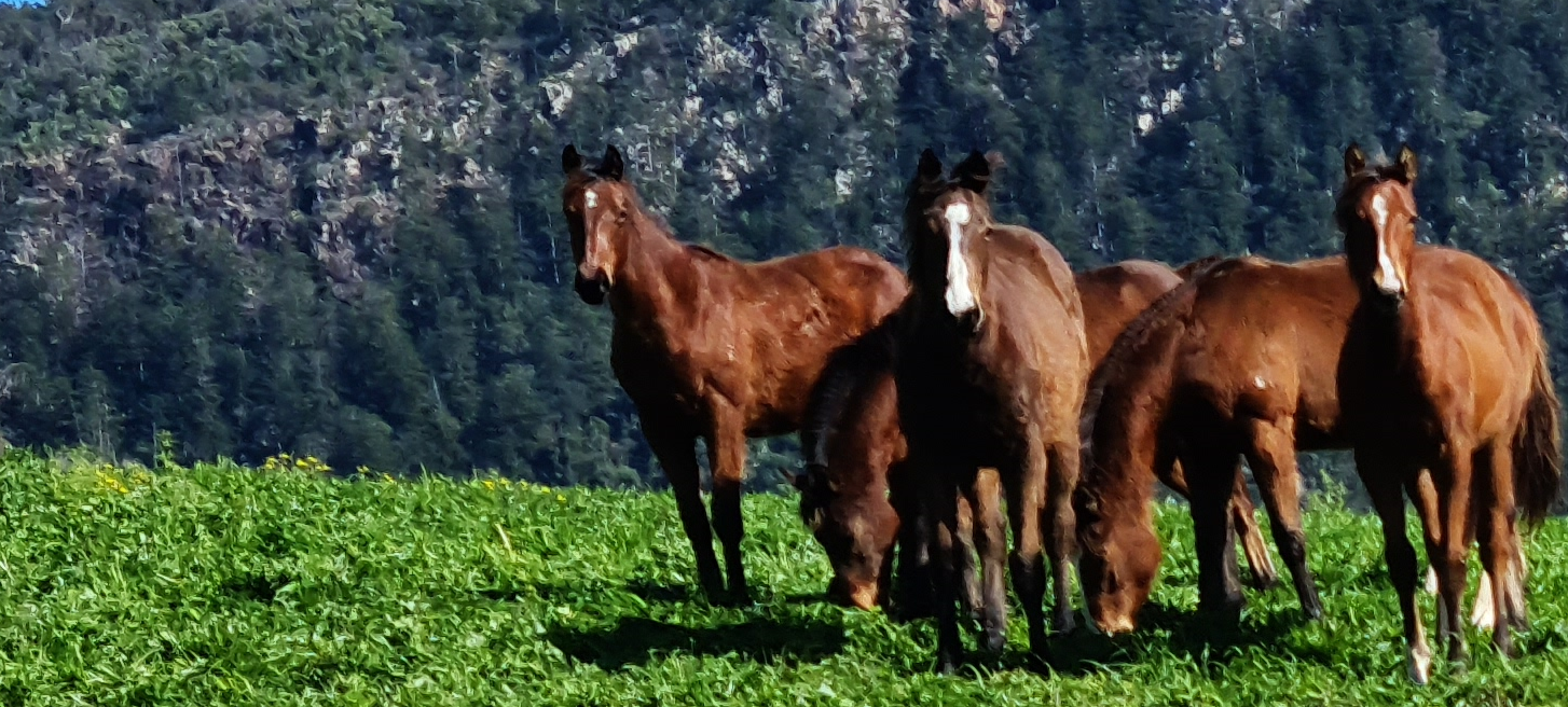 Horses